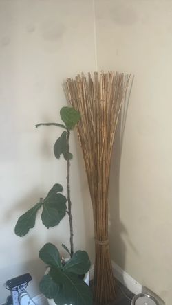 Bamboo Sticks