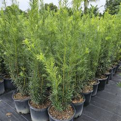 beautiful podocarpus Only $25 all sizes available  staring 2 feet 3 feet 4 feet 5 feet 6 feet 7 feet 8 feet 9 feet