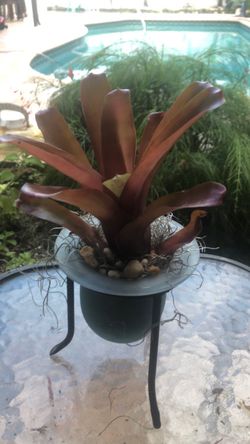 Brumelia $15.00