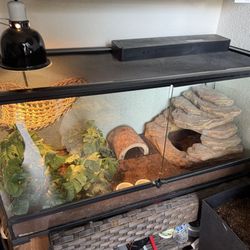 40 Gal Reptile Tank W/ Beardie