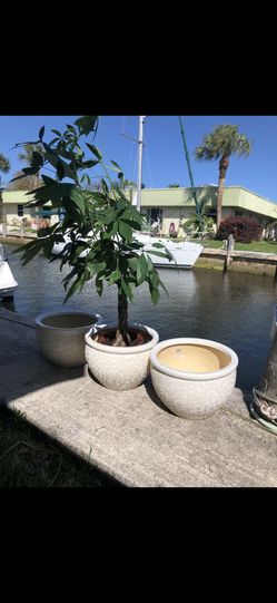 (3)  White Ceramic Planters 