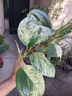 Variegated Epipremnum Pinnatum MARBLE Plant $20