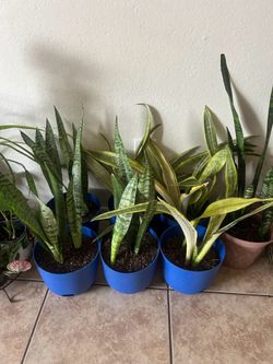 Plants fir sale 15 each