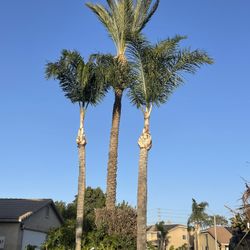 Palm Tree