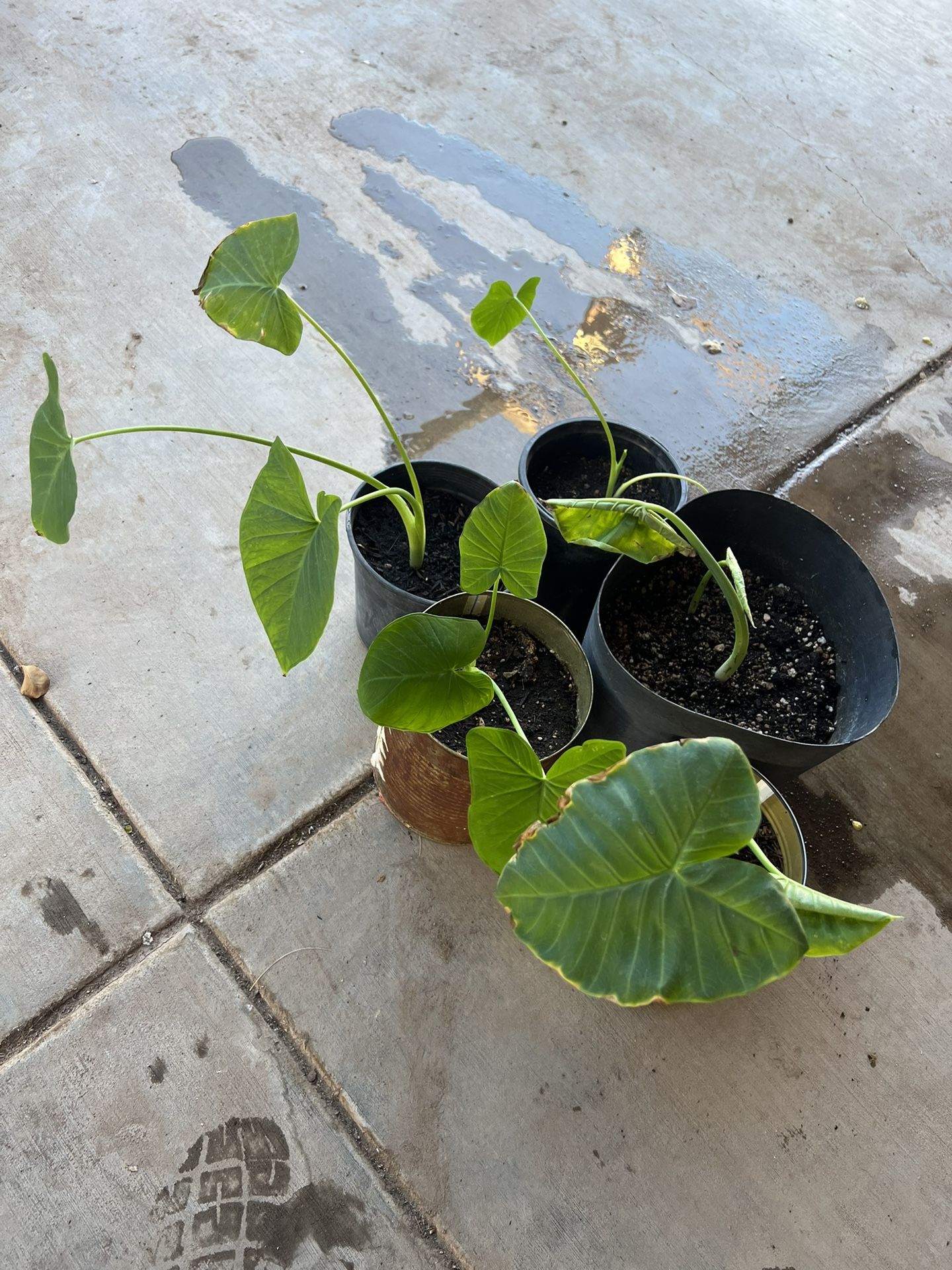 Elephant Ear Plants !