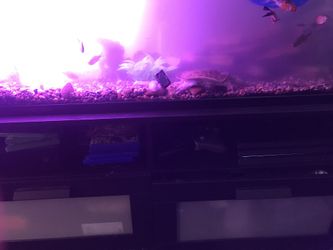 55 gallon fish tank including Florida soft shell