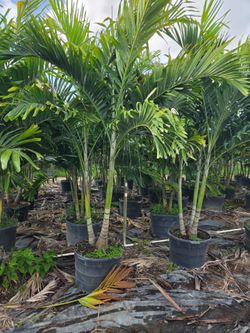 Christmas palms over 8 feet tall Instant privacy Hedge and decoration