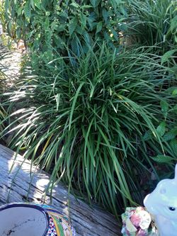 Super large green lirope grass plant sold indivually