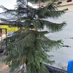 Pine trees