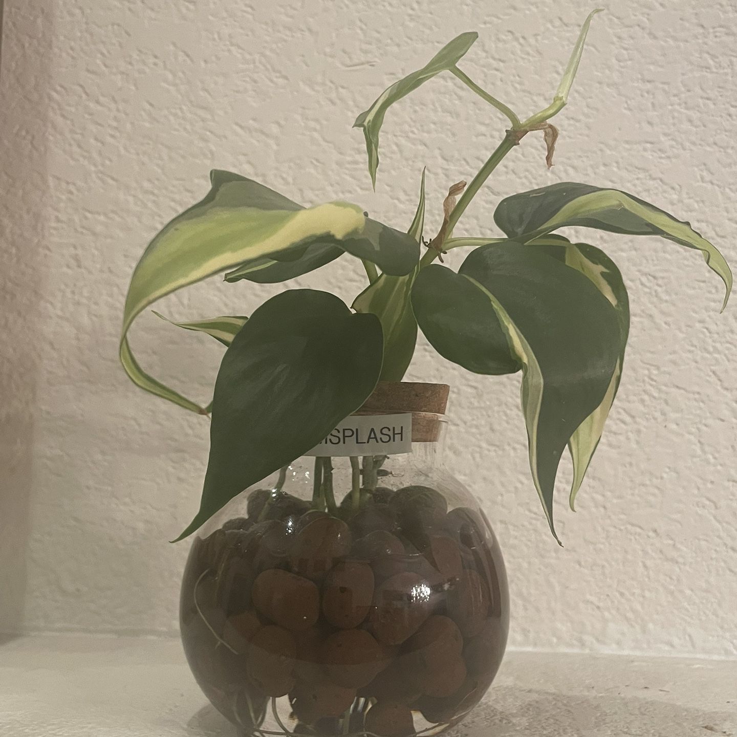 Philodendron Cream Splash Plant