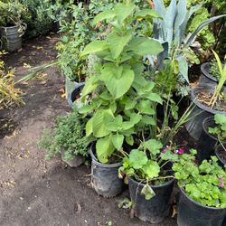 Oregano Grande Tres Pies