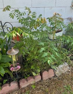 2 FREE trees grow BIG