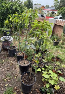 Guanabana Trees