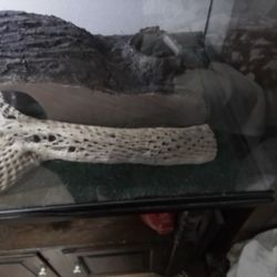 Lizard Tank The WHOLE Sha-bang!!!