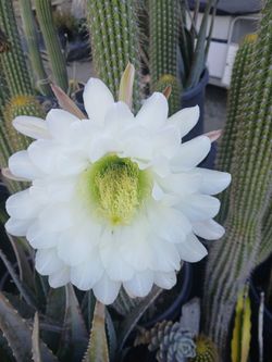 Cactus sale in 15 gall. Pots
