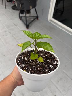 🌱 Aji Limo Pepper Plant (Peruvian Chili) – Established & Healthy 🌱