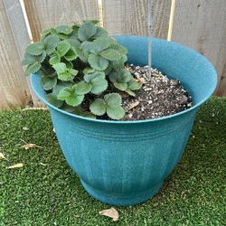 Strawberry Plant