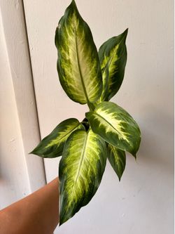 Dieffenbachia
