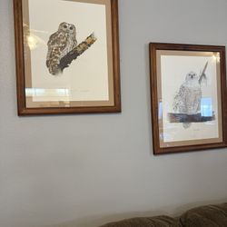 Owl pictures