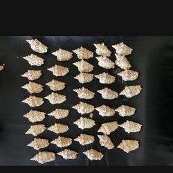 39 Shells Beautiful Condition 