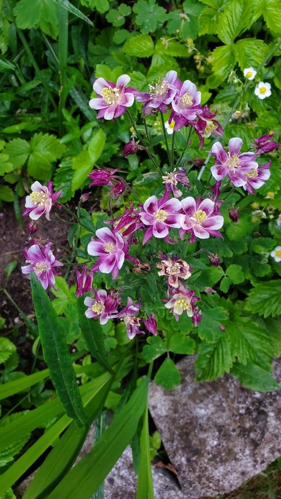 aquilegia flowers  Assorted Color Starers 5 Roots In One Pot