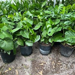 Monsteras in 3 gls pot. SPECIAL PRICE 🤩