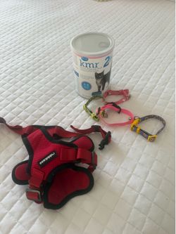 New kitten items