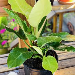 Live indoor Philodendron Moonlight plant in a plastic nursery pot—firm price