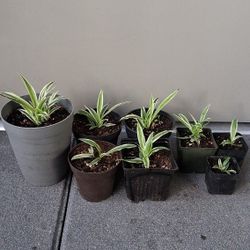 Spider Plants