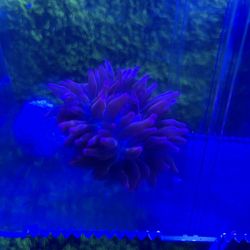 Anemone 