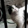 Emiliano