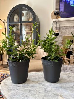 Healthy Low-Maintenance Houseplants