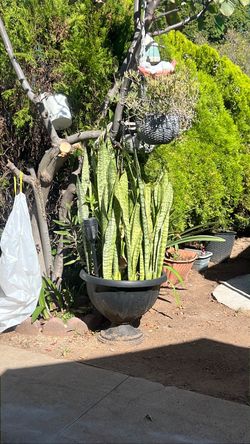 Xl Snake plant