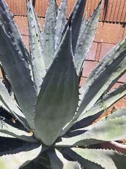 Pencas De Maguey Azul