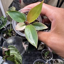 Red Congo Mint Philodendron