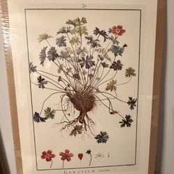 Pierre-Joseph Redouté Geranium varium Poster Print