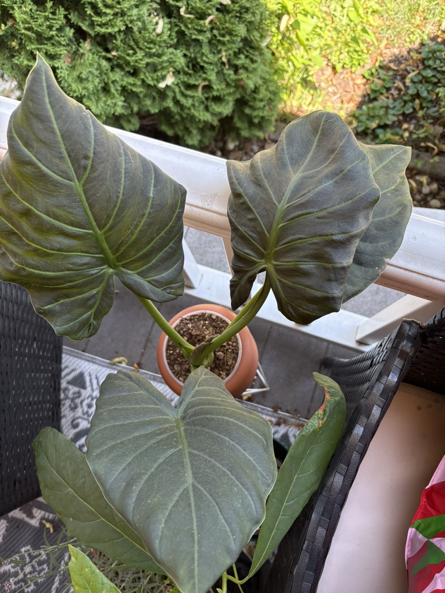 Alocasia Regal Shield Plant