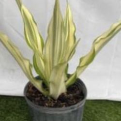 False Agave - 3 Gallon 