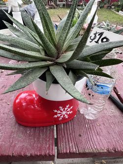 Suculentas Plantas