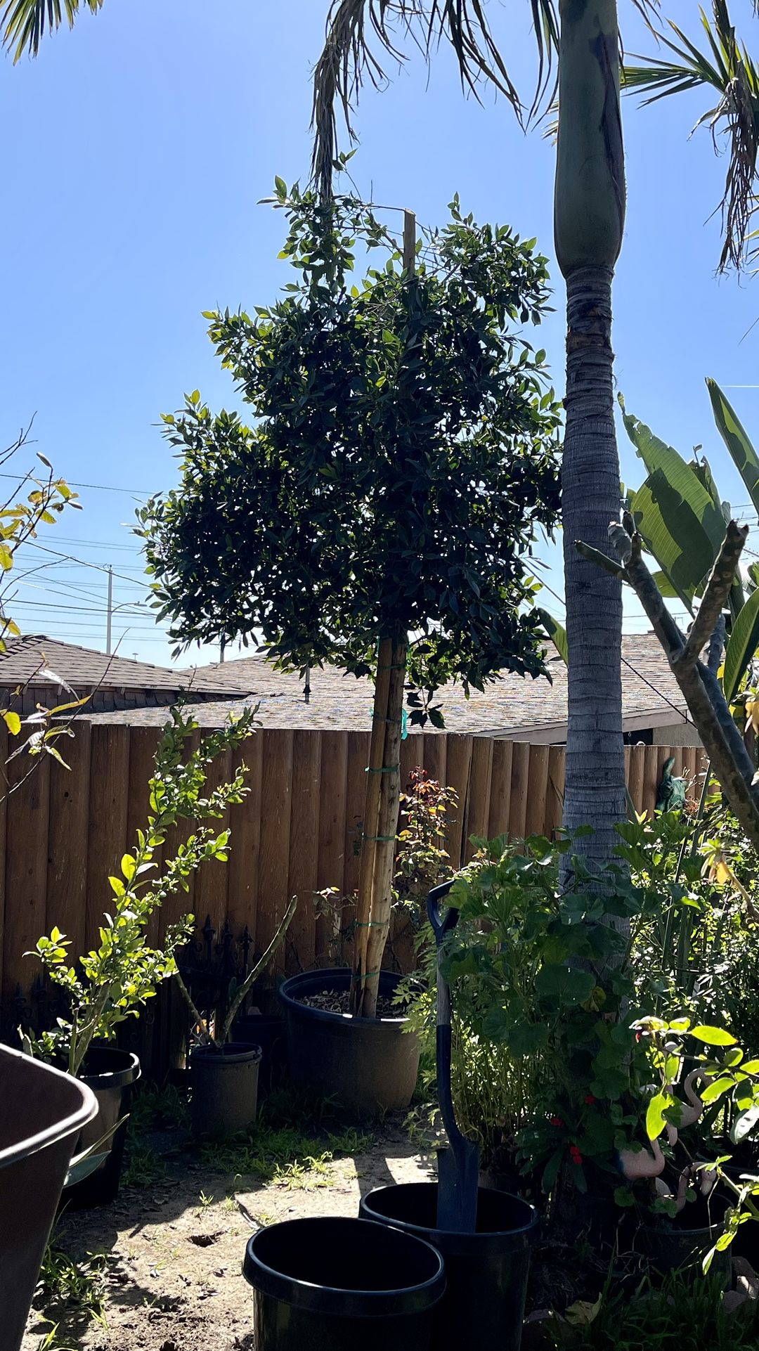 Faica Tree🌳 Ficus Tree