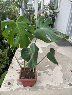 Monstera