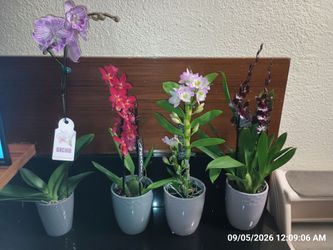 Live Potted Orchid Plants Set of 4