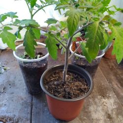 Tomato Plants