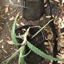 Aloe Vera Plant