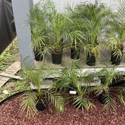 Palm 