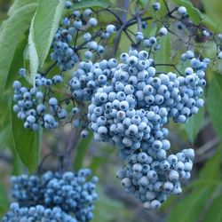 Blue Elderberry (Sambucus cerulea) – Pacific Northwest Native