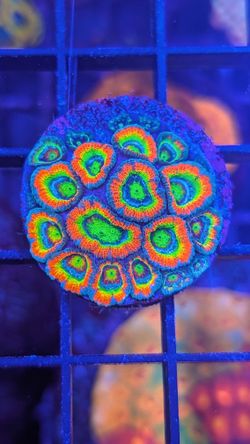 Holy Grail Micro Fake Coral Decorations Corals Marine Aquarium Fish Tank