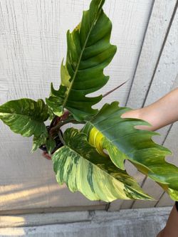 4” philodendron caramel marble