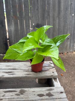 Neon Pothos