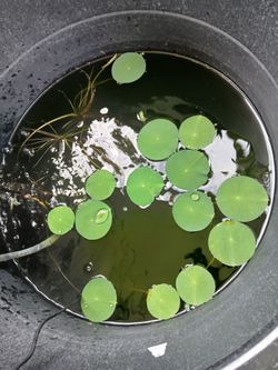 3 for $10 lotus lily pads